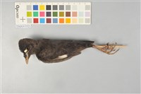 藏品(八哥)的圖片